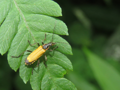 Chauliognathus atroscutellaris