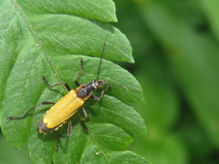 Chauliognathus atroscutellaris
