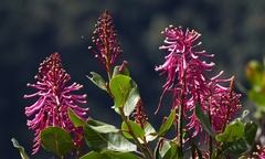 Oreocallis grandiflora