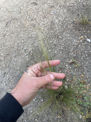 iNaturalist observation photo of Mexican feathergrass