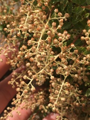 Holodiscus discolor glabrescens