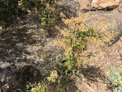 Holodiscus discolor glabrescens