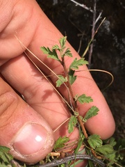 Holodiscus discolor glabrescens