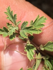 Holodiscus discolor glabrescens