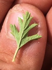Holodiscus discolor glabrescens
