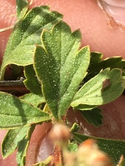 Holodiscus discolor glabrescens