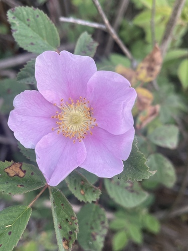 iNaturalist observation photo of California Wild Rose