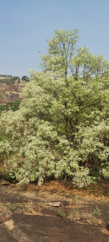 Image of Wrightia tinctoria by (c) Mittal Gala, some rights reserved (CC BY)