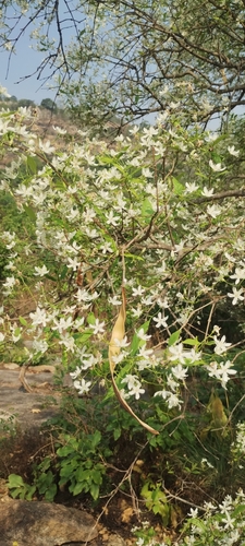 Image of Wrightia tinctoria by (c) Mittal Gala, some rights reserved (CC BY)