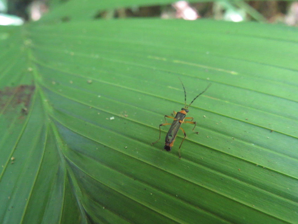 Maronius brevipennis