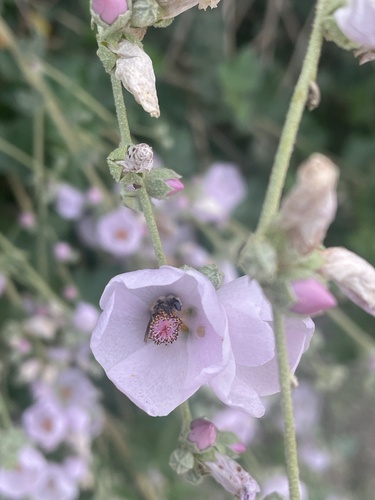 iNaturalist observation photo of Diadasia
