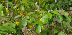 Pittosporum ferrugineum