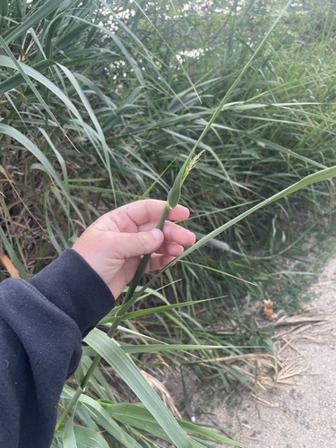 iNaturalist observation photo of giant wild rye