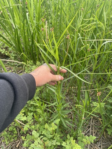 iNaturalist observation photo of western goldenrod