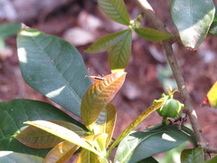Chauliognathus brevesuturalis