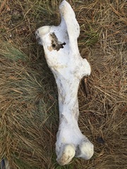 Cervus canadensis canadensis