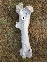 Cervus canadensis canadensis