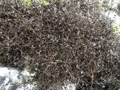 Bryocaulon divergens