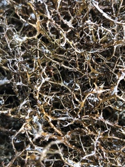 Bryocaulon divergens