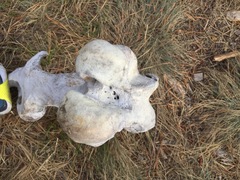 Cervus canadensis canadensis