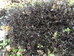 Bryocaulon divergens