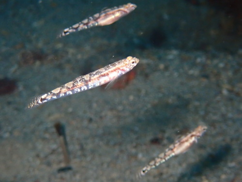 Quagga goby (Pomatoschistus quagga) — Gobiidae