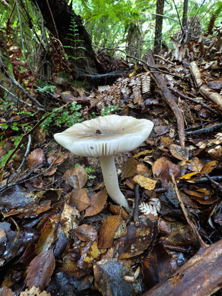 Amanita taiepa · April 2025 · photo: © jeremy_rolfe (iNaturalist, cc-by)