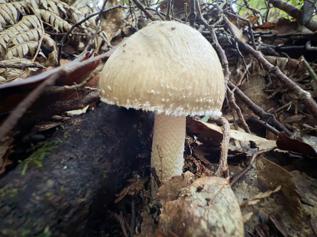 Amanita taiepa · April 2025 · photo: © jeremy_rolfe (iNaturalist, cc-by)