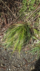 Carex ochrosaccus