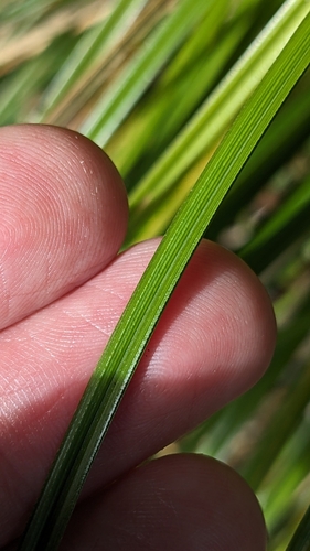 Carex ochrosaccus, photograph 2
