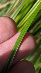 (c) Svend Hansen, some rights reserved (CC BY) Carex ochrosaccus, photograph (c) Svend Hansen, some rights reserved (CC BY)
