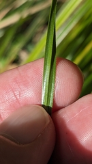 (c) Svend Hansen, some rights reserved (CC BY) Carex ochrosaccus, photograph (c) Svend Hansen, some rights reserved (CC BY)