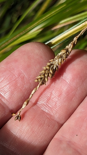 Carex ochrosaccus, photograph 4