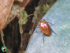 Scaphidium bipunctatum