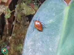 Scaphidium bipunctatum