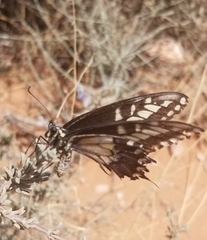 Papilio