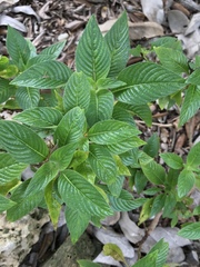 Pentas lanceolata