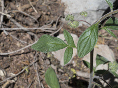 Phacelia mutabilis