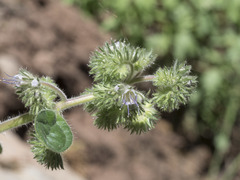 Phacelia mutabilis