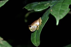 Nigeria Banana Frog photo 5