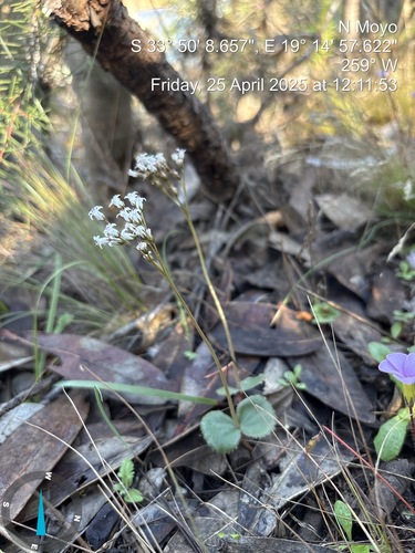Crassula saxifraga