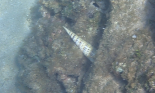 Terebra maculata observed 2025-04-27