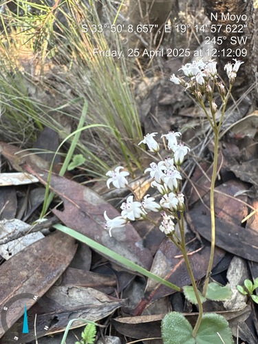Crassula saxifraga