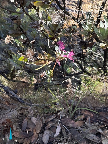 Image of Nerine humilis by no rights reserved