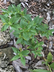Pentas lanceolata