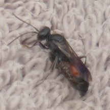 Lestiphorus piceus
