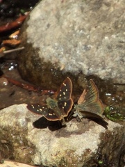 Piruna polingii
