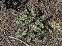 Pedicularis semibarbata