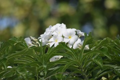 Plumeria pudica