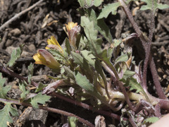 Pedicularis semibarbata